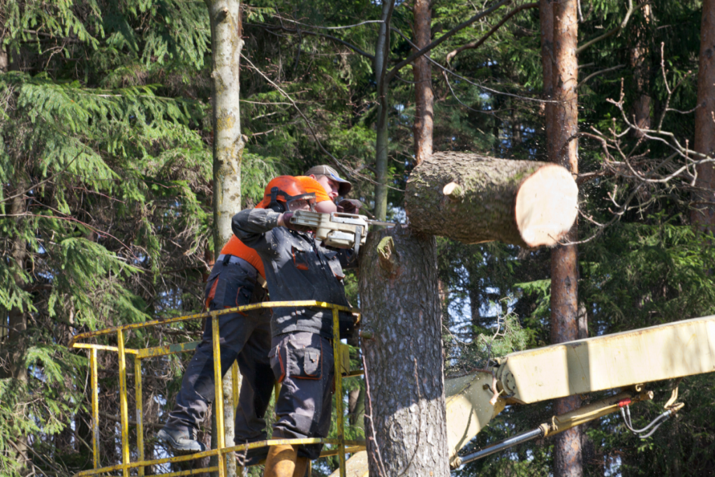 abattage d'un arbre