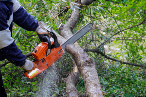 bûcheron qui coupe un arbre avec une tronçonneuse