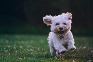 chien et jardin